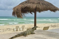 IGUANA