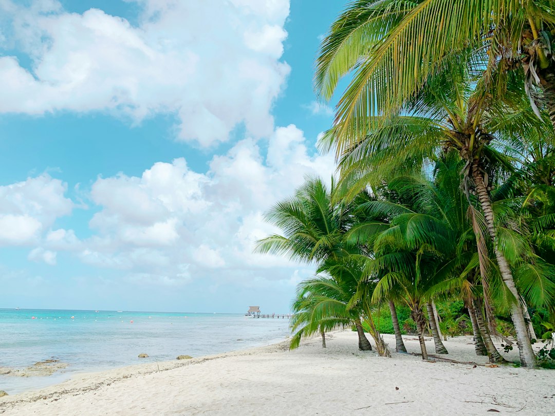 Turquoise water and palm trees on a Mexican Caribbean beach
