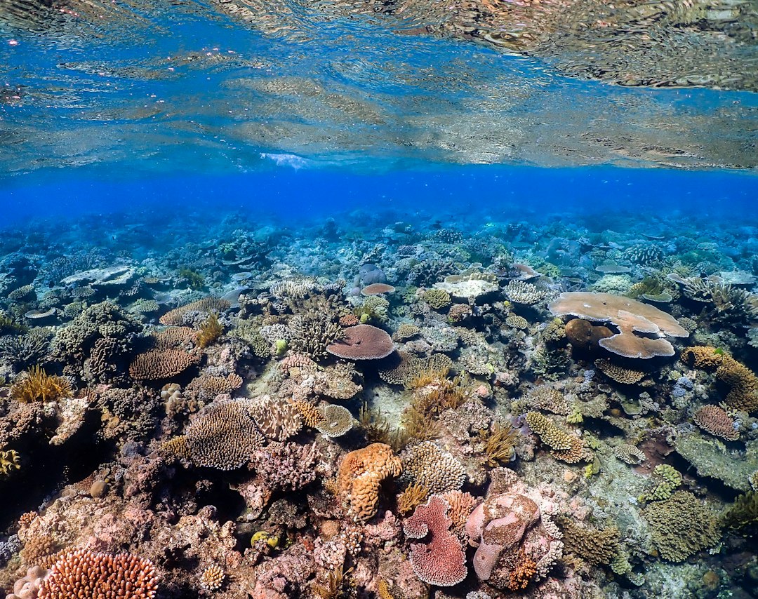 Colorful coral reef underwater